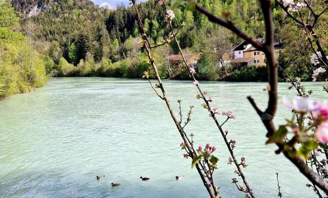 Der türkisfarbene Lech im Frühling